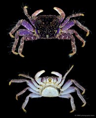 Metopograpsus sp. "SS-1046"