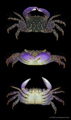 Metopograpsus messor • © CMBS photography team • All Rights Reserved