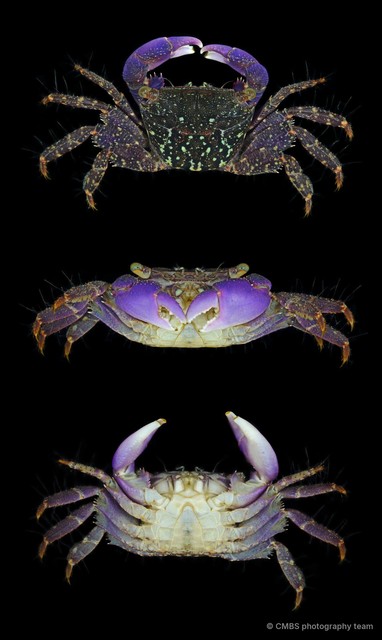 Metopograpsus messor