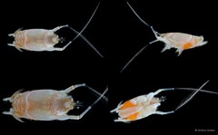 Mastigochirus gracilis (Stimpson, 1858)