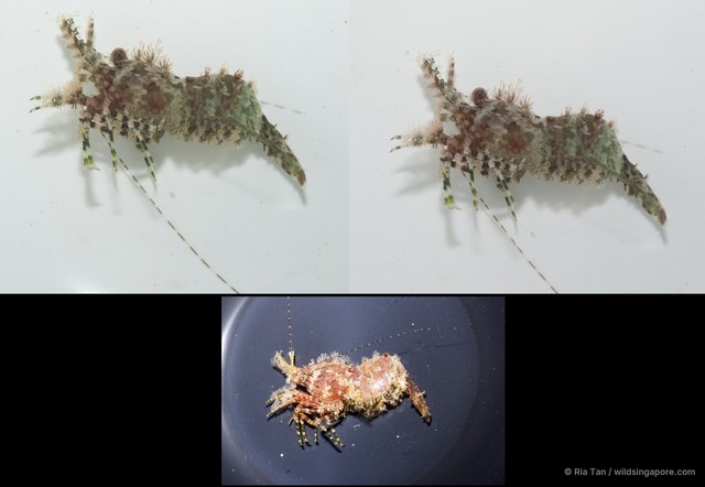 Hippolytidae sp. "5267e6eb" • © Ria Tan • All Rights Reserved