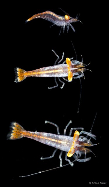 Hippolyte sp. "cf. SIN-046" • © Arthur Anker • All Rights Reserved