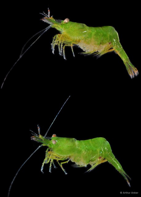Hippolyte sp. "JS-1382" • © Arthur Anker • All Rights Reserved
