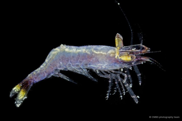 Hippolyte sp. "SS-1610" • © CMBS photography team • All Rights Reserved