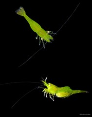 Hippolyte ventricosa • © Arthur Anker • All Rights Reserved