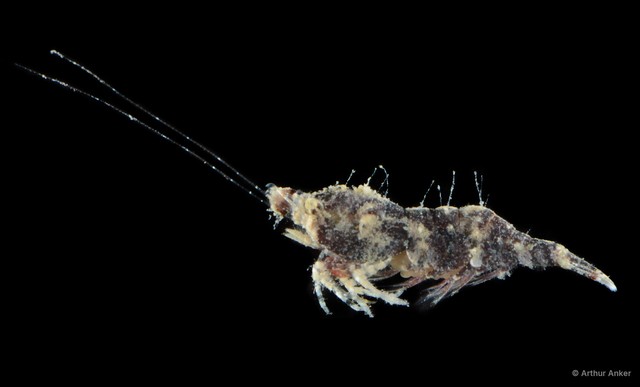 Latreutes porcinus