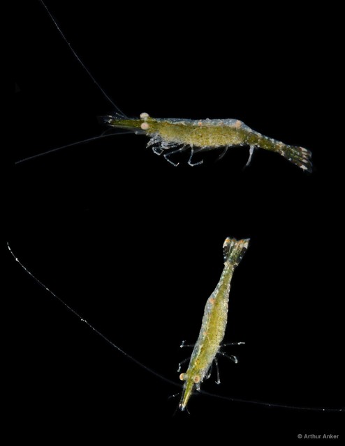 Latreutes pymoeus