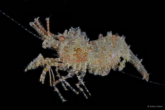 Saron marmoratus