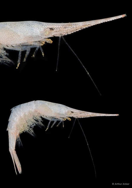 Tozeuma lanceolatum