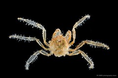 Crustaenia palawanensis (Serène, 1971)