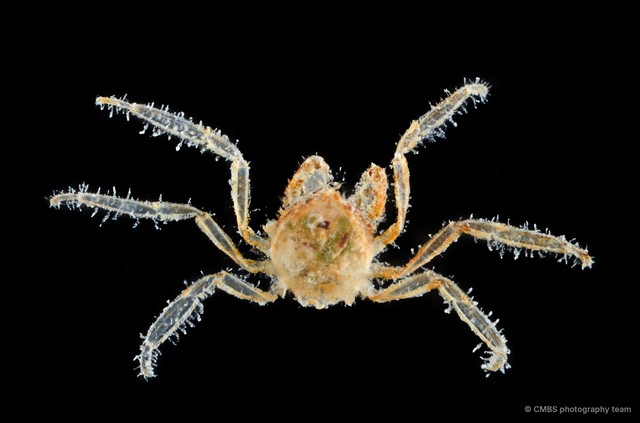 Crustaenia palawanensis • © CMBS photography team • All Rights Reserved