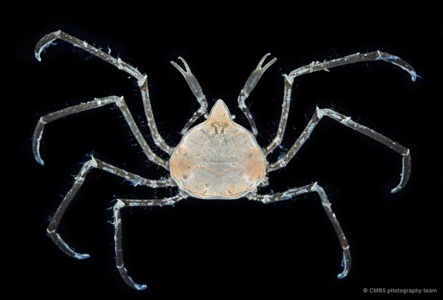 Elamena mendosa