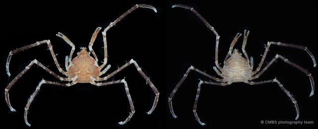 Elamena mendosa