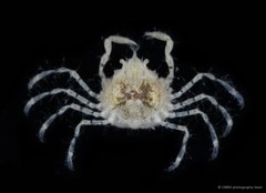 Lucascinus coralicola • © CMBS photography team • All Rights Reserved