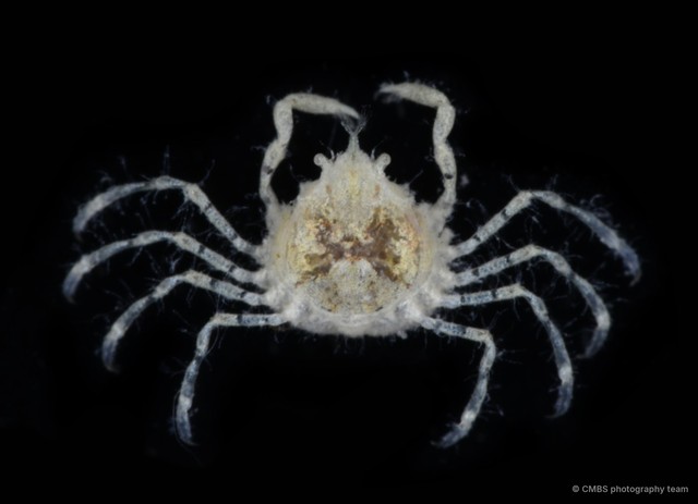 Lucascinus coralicola • © CMBS photography team • All Rights Reserved