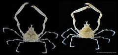 Lucascinus coralicola • © CMBS photography team • All Rights Reserved