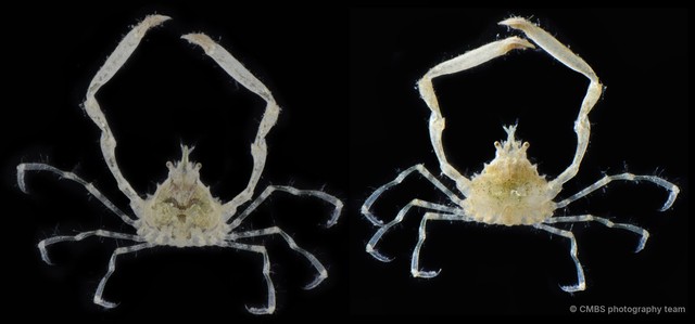 Lucascinus coralicola