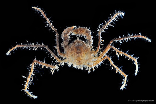 Neorhynchoplax sp. "1" • © CMBS photography team • All Rights Reserved