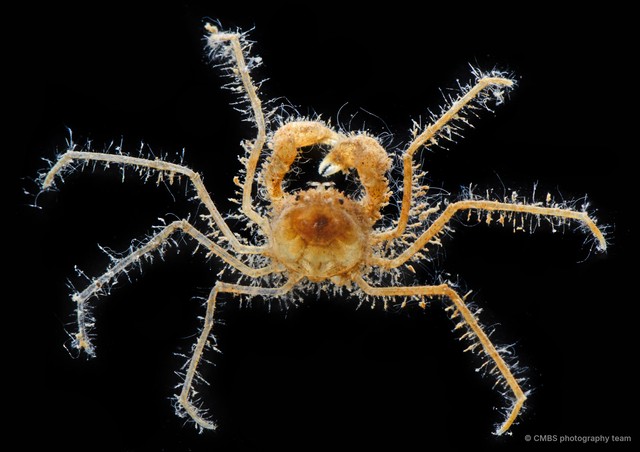 Neorhynchoplax sp. "2" • © CMBS photography team • All Rights Reserved
