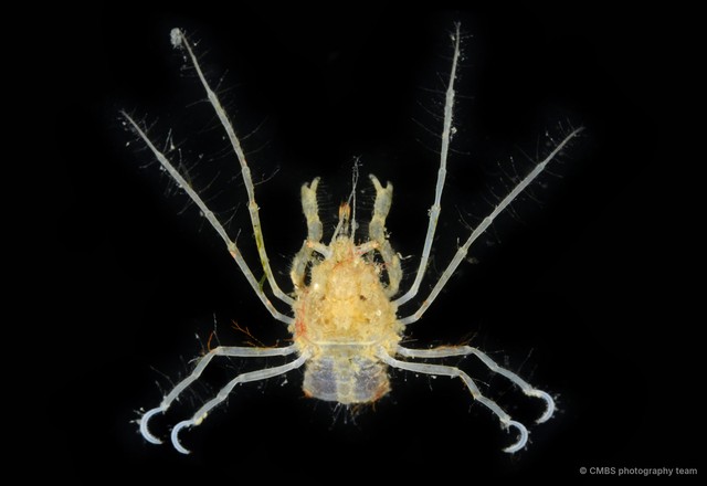Achaeus sp. "c750f6e1" • © CMBS photography team • All Rights Reserved