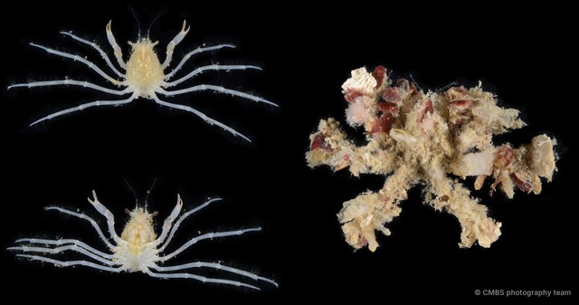 Camposcia retusa