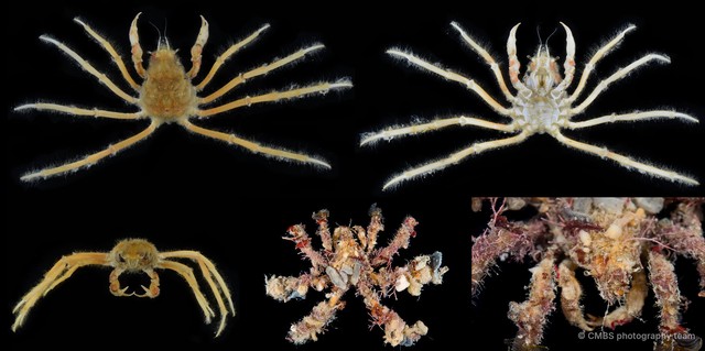 Camposcia retusa