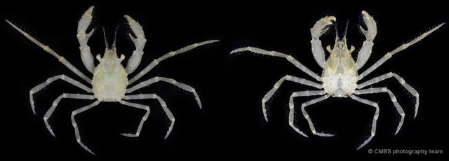 Paratymolus sp. "cf. cygnus" • © CMBS photography team • All Rights Reserved