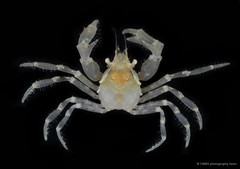 Paratymolus sp. "cf. cygnus" • © CMBS photography team • All Rights Reserved