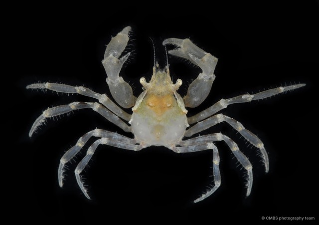 Paratymolus sp. "cf. cygnus"
