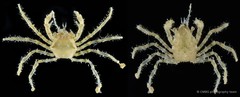 Paratymolus sp. "cf. cygnus" • © CMBS photography team • All Rights Reserved