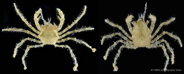 Paratymolus sp. "cf. cygnus"