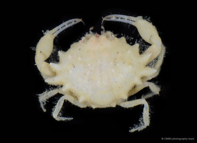 Iphiculus spongiosus • © CMBS photography team • All Rights Reserved