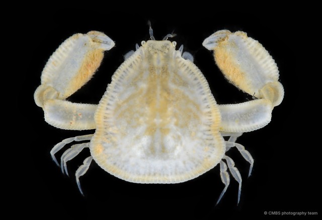 Leucosiidae sp. "Cryptocnemus/Onychomorpha" • © CMBS photography team • All Rights Reserved
