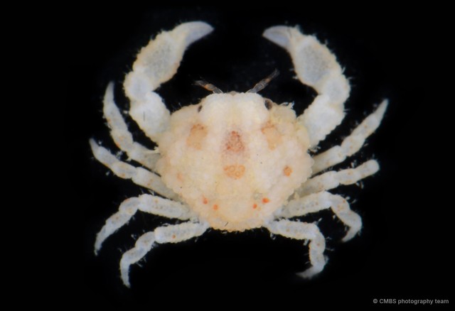 Heteronucia sp. "margaritata/nucia" • © CMBS photography team • All Rights Reserved