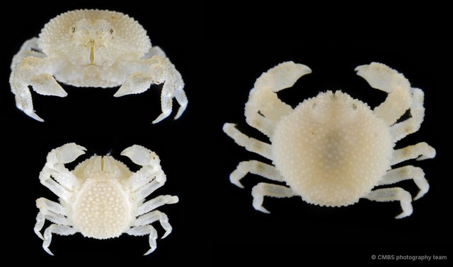 Nucia sp. "1" • © CMBS photography team • All Rights Reserved
