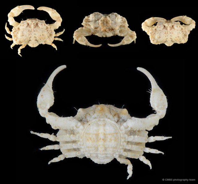 Oreophorus sp. "c750f735" • © CMBS photography team • All Rights Reserved