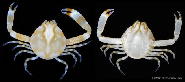 Pseudophilyra sp. "c750f746" • © CMBS photography team • All Rights Reserved