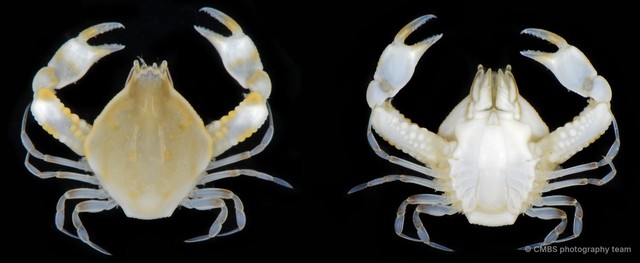 Seulocia sp. "3" • © CMBS photography team • All Rights Reserved
