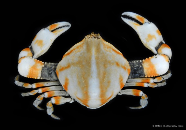 Seulocia sp. "cf. vittata" • © CMBS photography team • All Rights Reserved