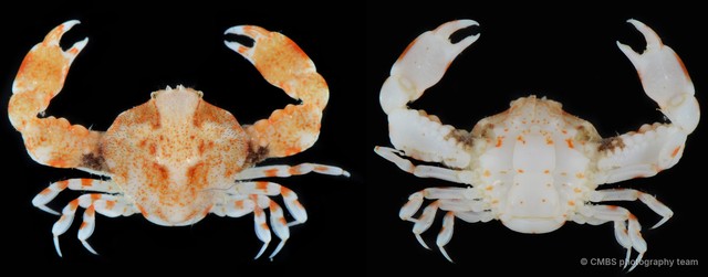 Seulocia pulchra
