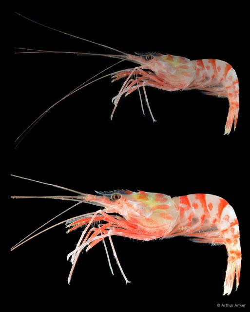 Lysmata kuekenthali