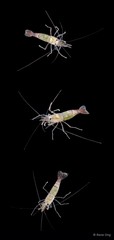 Lysmata vittata • © Rene Ong • All Rights Reserved
