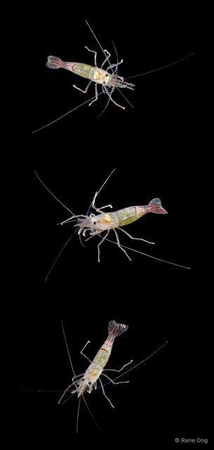 Lysmata vittata