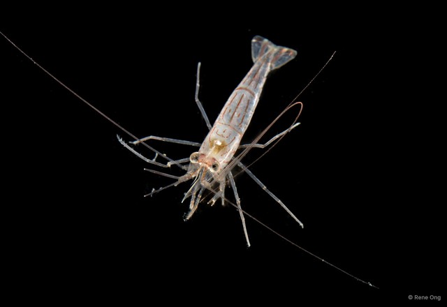 Lysmata vittata