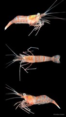 Lysmata vittata • © Arthur Anker • All Rights Reserved