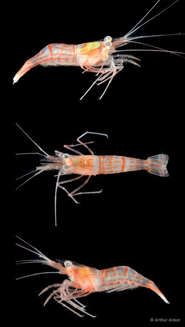 Lysmata vittata