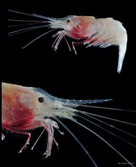 Mimocaris heterocarpoides • © Arthur Anker • All Rights Reserved