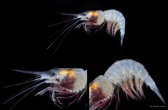 Mimocaris heterocarpoides • © Arthur Anker • All Rights Reserved