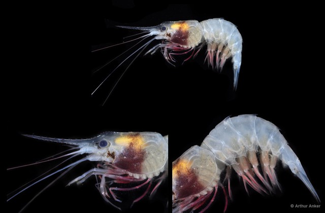 Mimocaris heterocarpoides