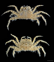 Ilyograpsus sp. "5f403242"